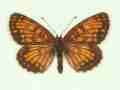 Melitaea athalia male (aberrant form nov) (Internet Image property of respective owner, non-commercial use only)